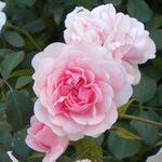 weisse Rose